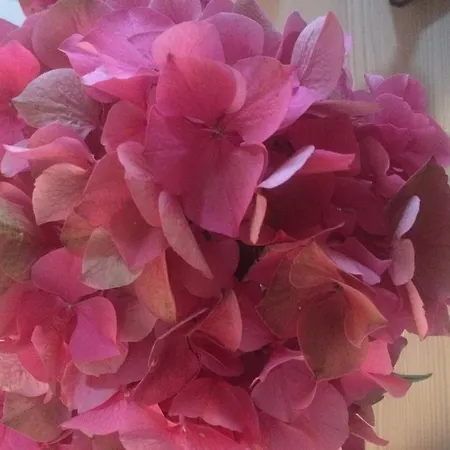 Rose 170 5* Amszterdam